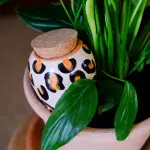 Pépin - Olla Léopard - image